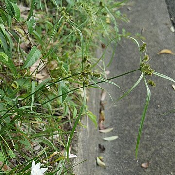 Cyperus cyperoides unspecified picture