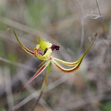 Caladenia falcata unspecified picture