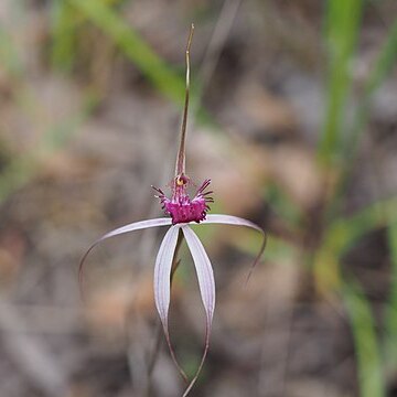 Caladenia gardneri unspecified picture