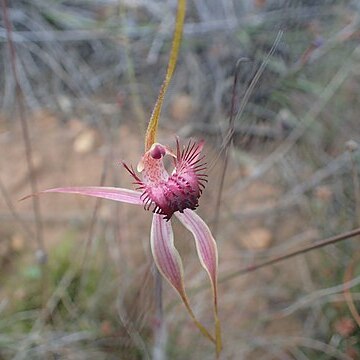 Caladenia decora unspecified picture