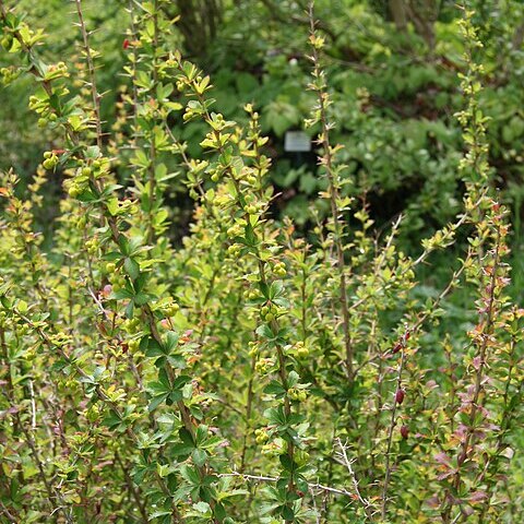 Berberis jaeschkeana unspecified picture