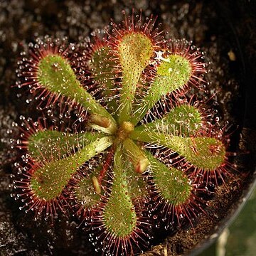 Drosera dielsiana unspecified picture