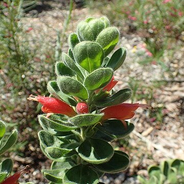 Eremophila splendens unspecified picture