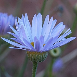 Erigeron utahensis unspecified picture