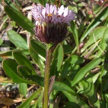 Erigeron hungaricus unspecified picture