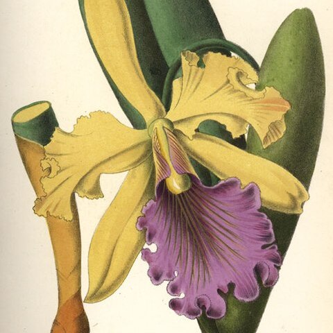 Cattleya dowiana unspecified picture