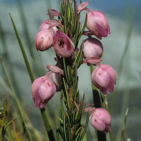 Erica holosericea unspecified picture