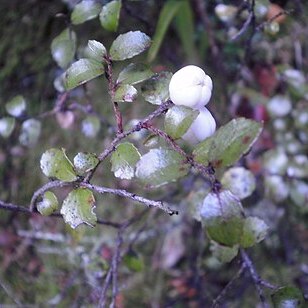 Gaultheria antipoda unspecified picture