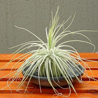 Tillandsia magnusiana unspecified picture