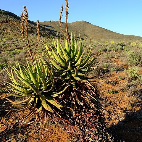 Aloe khamiesensis unspecified picture