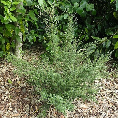 Kunzea triregensis unspecified picture