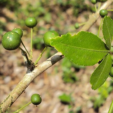 Naringi crenulata unspecified picture