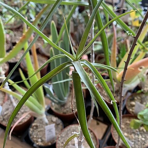 Aloe kulalensis unspecified picture