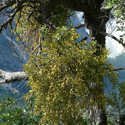 Phoradendron villosum unspecified picture