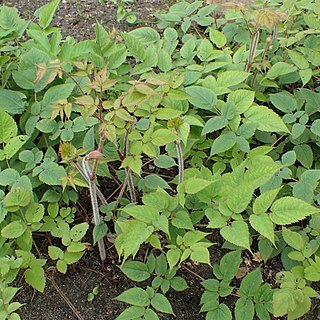 Astilbe grandis unspecified picture