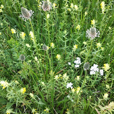 Plantago altissima unspecified picture