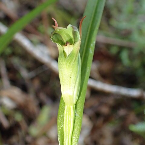 Pterostylis graminea unspecified picture