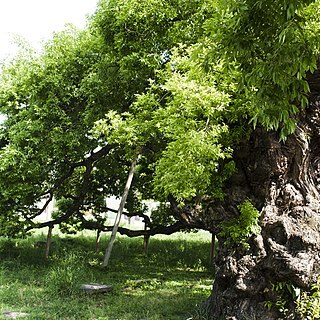 Salix pierotii unspecified picture