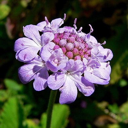 Scabiosa africana unspecified picture