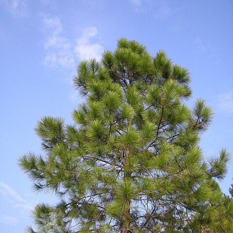 Pinus massoniana unspecified picture