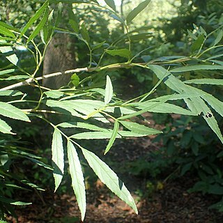 Fraxinus baroniana unspecified picture