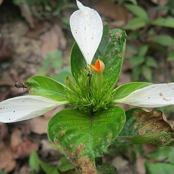 Mussaenda macrophylla unspecified picture