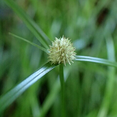 Cyperus cephalotes unspecified picture