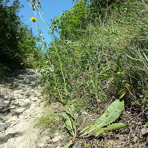 Crepis pannonica unspecified picture