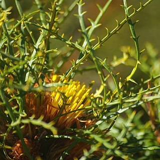 Banksia horrida unspecified picture