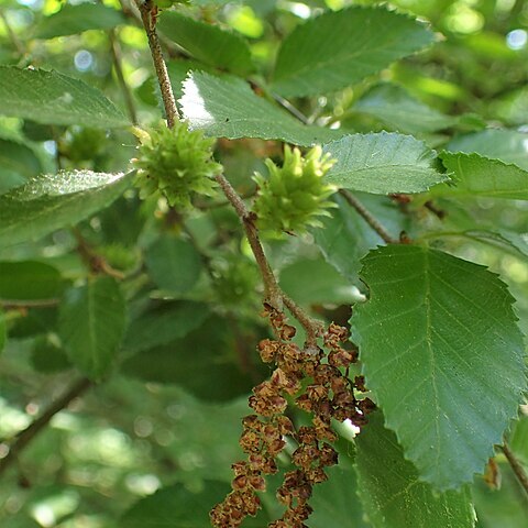 Betula chinensis unspecified picture