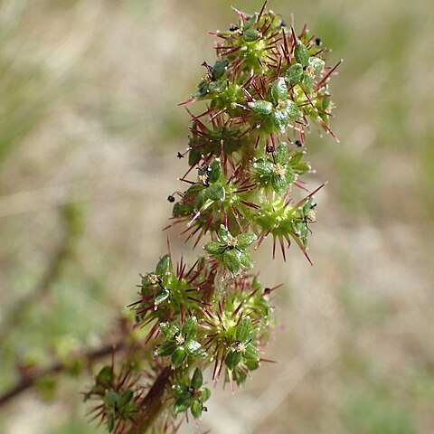 Acaena agnipila unspecified picture