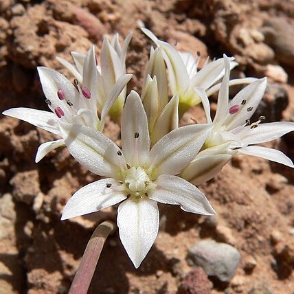 Allium nevadense unspecified picture