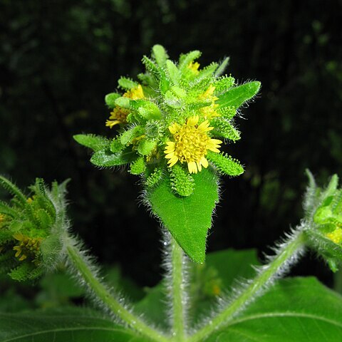 Sigesbeckia pubescens unspecified picture