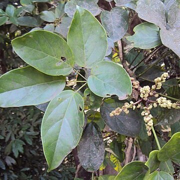 Schefflera venulosa unspecified picture