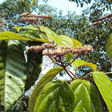 Premna coriacea unspecified picture