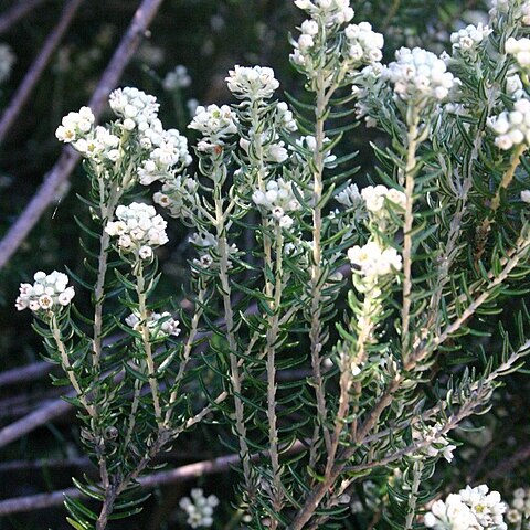 Phylica paniculata unspecified picture