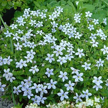 Lobelia pedunculata unspecified picture