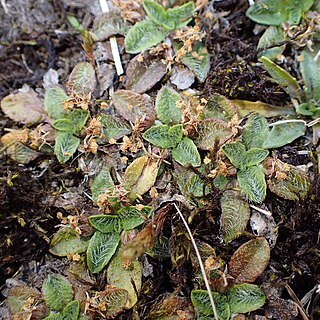 Plantago lanigera unspecified picture