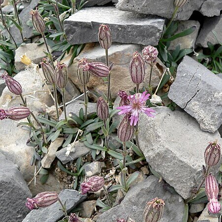 Silene petersonii unspecified picture