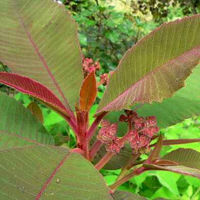 Saurauia unspecified picture