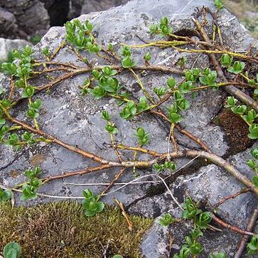 Salix alpina unspecified picture