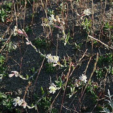 Silene sangaria unspecified picture