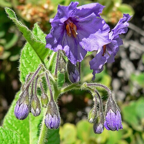 Solanum wallacei unspecified picture