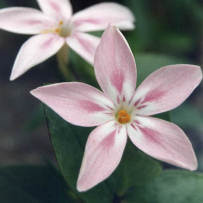 Phlox adsurgens unspecified picture