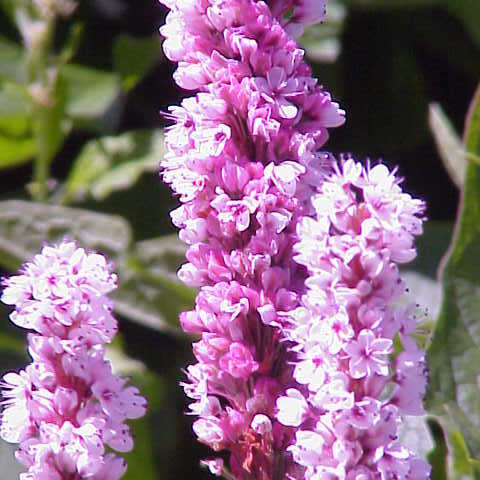 Polygonum affine unspecified picture