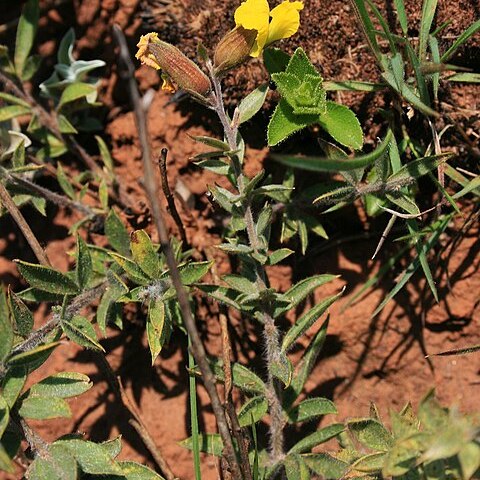 Pearsonia aristata unspecified picture