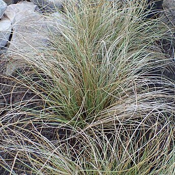 Poa buchananii unspecified picture