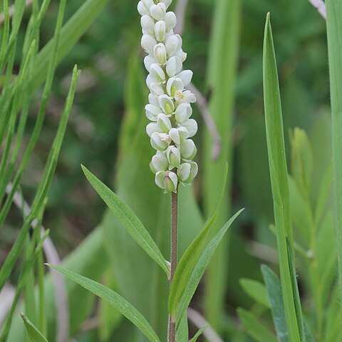 Polygala senega unspecified picture