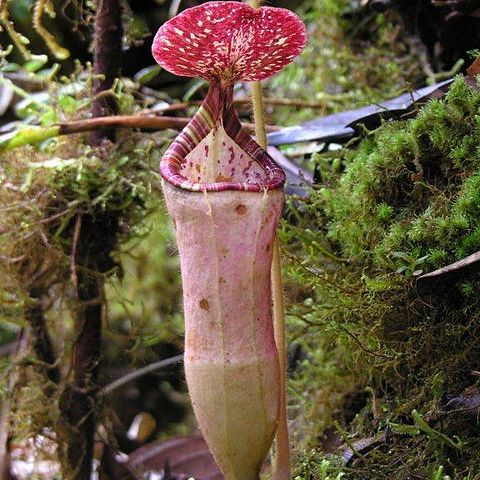 Nepenthes pilosa unspecified picture