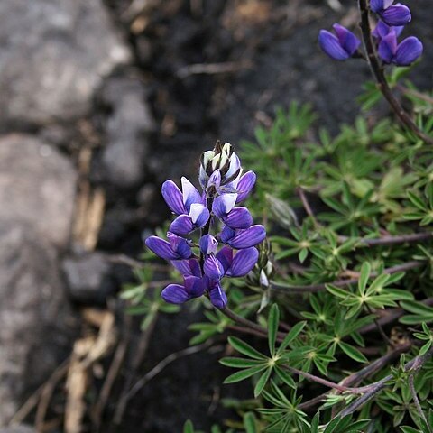 Lupinus guascensis unspecified picture